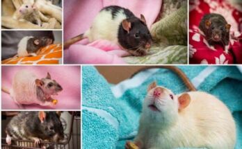 6 Lovely Rats Breeds: What Are Most Common Domestic Rats?