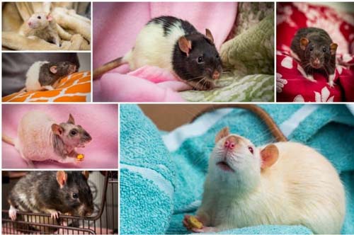 6 Lovely Rats Breeds: What Are Most Common Domestic Rats?