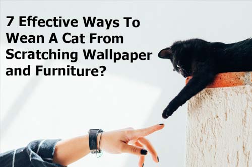 7 Effective Ways To Wean A Cat From Scratching