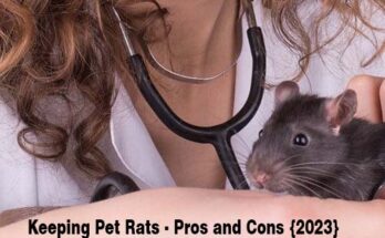 Keeping Pet Rats - Pros and Cons {2023}