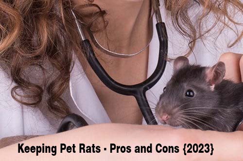 Keeping Pet Rats - Pros and Cons {2023}