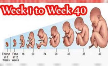 Unforgettable 40 Weeks of Pregnancy Week By Week