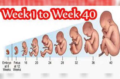 Unforgettable 40 Weeks of Pregnancy Week By Week
