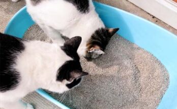 How To Choose The Best Cat Litter