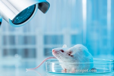 Animal Testing in the Cosmetics Industry