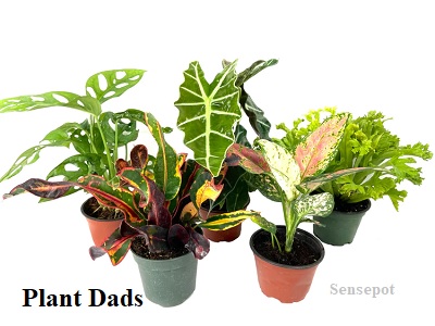 Plant Dads